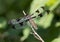 Female Twelve-spotted Skimmer dragonfly