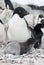 Female and two Adelie penguin chick.