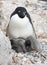 Female and two Adelie penguin chicks in a nest.