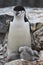 Female and two chicks Antarctic penguin in the nest