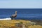 Female Upland Goose on Bleaker Island