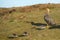 Female Upland Goose and Goslings