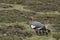 Female Upland Goose and goslings - Falkland Islands