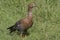 Female Upland Goose or Magellan Goose sitting on a lawn