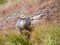 Female upland or Magellan goose, Chloephaga picta, in Tierra del