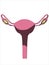 Female uterus