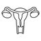 female uterus anatomy. vector illustration