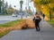 A female utility worker uses a blower to remove fallen leaves in an alley in a park