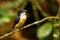 Female Vanikoro Broadbill sitting on a tree on Viti Levu Island, Fiji.