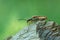 Female variable longhorn, Stenocorus meridianus on wood