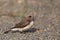 Female Variable Wheatear perched