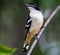 Female Varied Triller Lalage leucomela at Darwin, Northern Territory, Australia