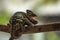 Female veiled chameleon