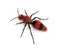 Female Velvet Ant Wingless Wasp
