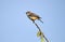 Female Vermilion Flycatcher perched on a branch