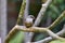 Female Vermilion Flycatcher Pyrocephalus rubinus perched on a post