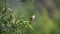 Female vermilion flycatcher in a tree