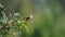 Female vermilion flycatcher in a tree