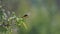 Female vermilion flycatcher in a tree