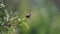 Female vermilion flycatcher in a tree