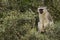 Female Vervet Monkey watching from a tree