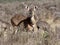 Female very rare Mountain nyala, Tragelaphus buxtoni, Bale mountains, Ethiopia