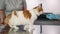 Female vet and assistant checking up maine coon on the examination table