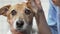 Female vet checking ears of adorable jack russell terrier dog