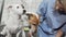 Female vet examining paw of a cute jack russell terrier