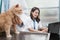 female vet typing using laptop behind a male vet examining cats