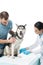 female veterinarian bandaging paw of husky and young man