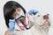 Female veterinarian checking ear\'s of dog against gray background