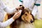 Female veterinarian exam dog`s ear at professional pet clinic