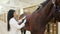 Female veterinarian examinating horse with stethoscope.