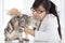 Female Veterinarian examining a cute cat at clinic