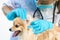 Female veterinarian examining the dog. Doctor looking ear mites, treating infection, allergies of Pomeranian Spitz. Preparing a pe