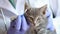 Female veterinarian examining kitten ears with ear stick