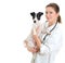 Female veterinarian holding jack russell terrier.