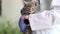 Female veterinarian holding small gray kitten in hands