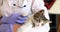Female veterinarian holds cat in arms in veterinary clinic
