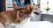 Female veterinarian puts dog welsh corgi at medical appointment