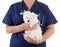 Female Veterinarian with Stethoscope Holding Young Maltese Puppy Isolated on White