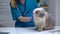 Female veterinarian stroking stressed cat, calming pet at physical examination