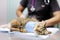 Female veterinary doctor puts the bandage on the cat after surgery