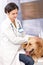 Female veterinary surgeon examining dog