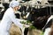 Female veterinary technician feeding cows in farm