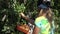 Female villager woman with headscarf picking pears to heart shape dish. Closeup. 4K