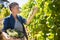 Female vintner harvesting grapes in vineyard