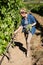Female vintner harvesting grapes in vineyard