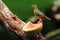 Female of the Violaceous Euphonia Euphonia violacea feeding on papaya